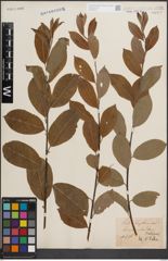 Foto von Salix daphnoides Vill.